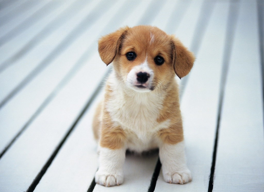 Lê Đặng Minh Quang